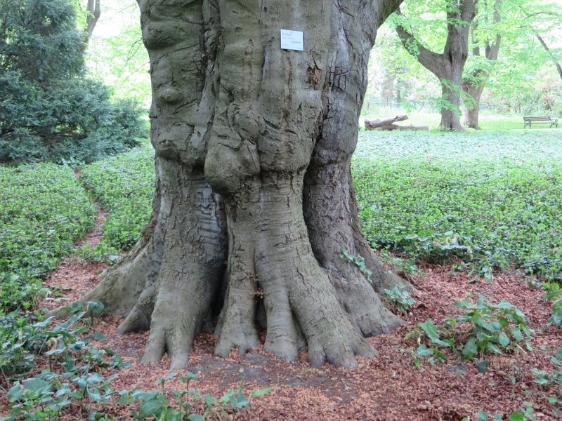 Farnbuche ((Fagus sylvatica) (8)